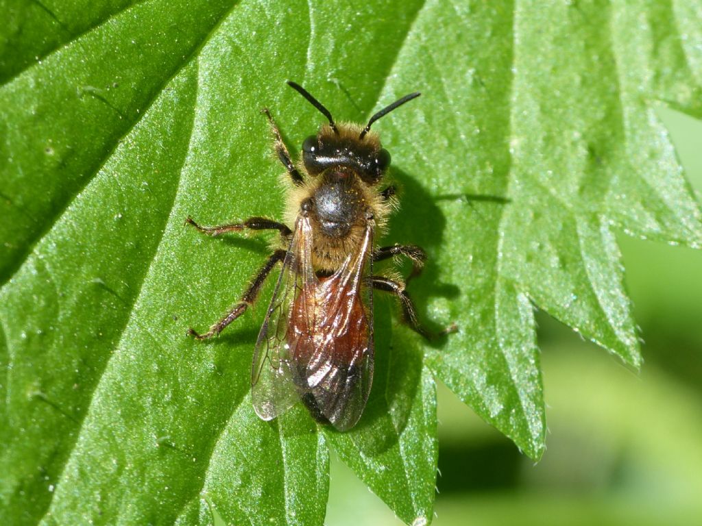 Assembramento di Andrena sp.